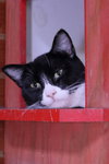 Bo - Photo 2