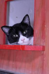Bo - Photo 8