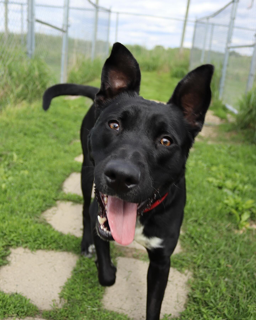 picture of the dog needing adoption