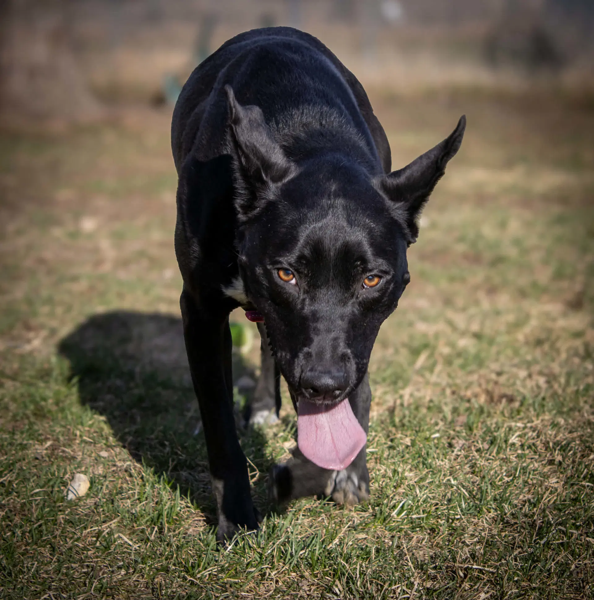 Kato image 3
