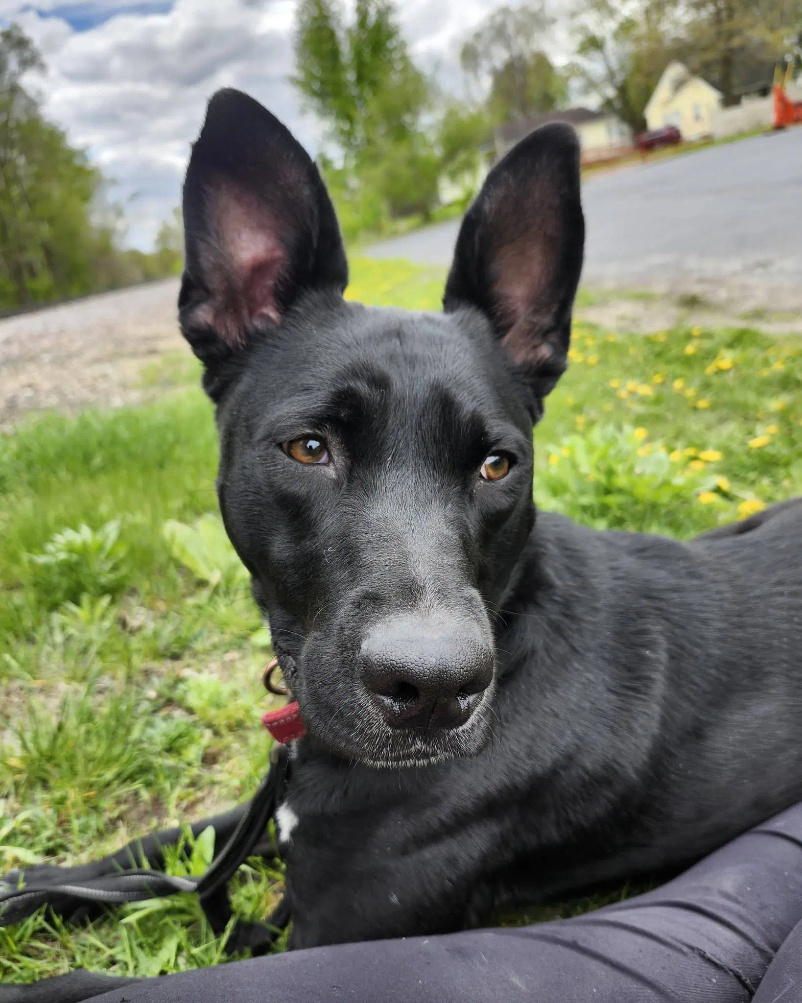 Kato image 2