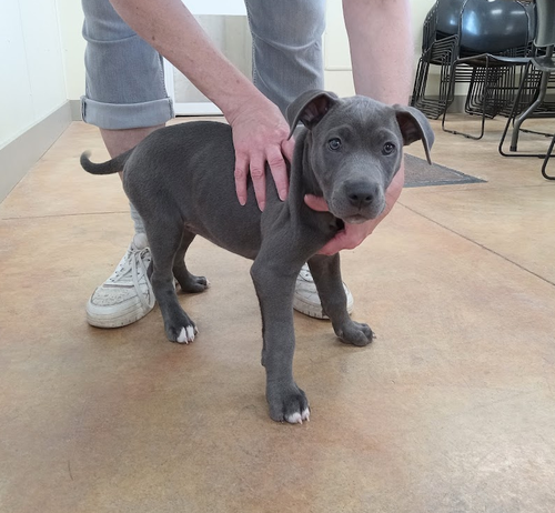 picture of the dog needing adoption