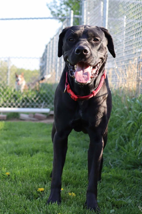 picture of the dog needing adoption