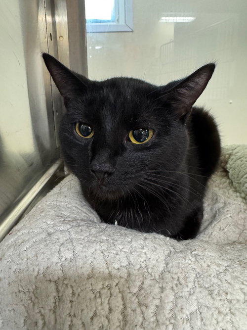 REX - Domestic Short Hair available for adoption