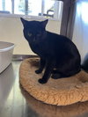 Rex - Photo 4