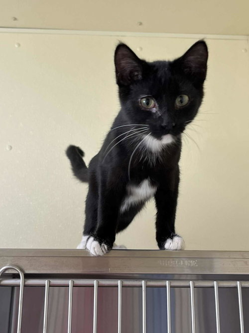 picture of the cat needing adoption