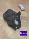 Boots - Photo 8