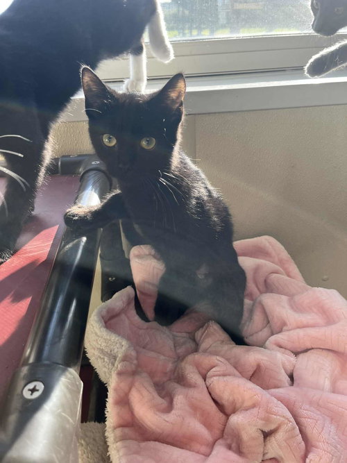 HADES - Domestic Short Hair available for adoption