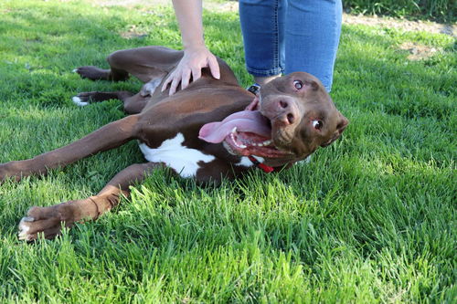 picture of the dog needing adoption