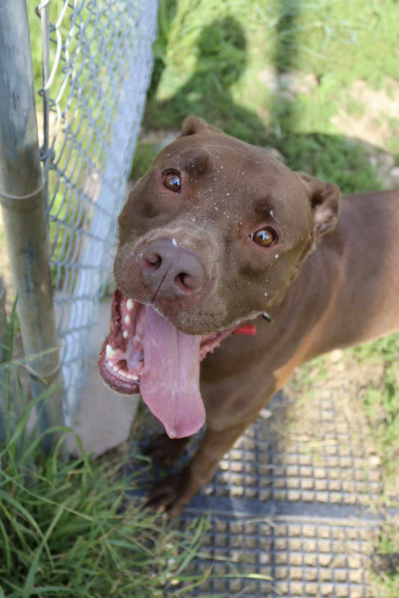 adoptable Dog in Austin, MN named Quest