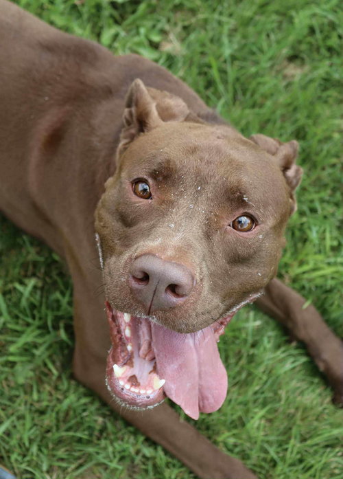QUEST - Boxer / Doberman Pinscher available for adoption