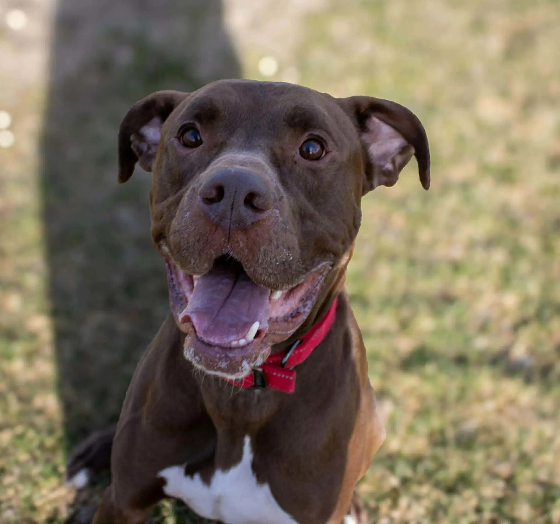 Quest Sponsored Fee - Boxer