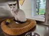 adoptable Cat in austin, MN named Earl