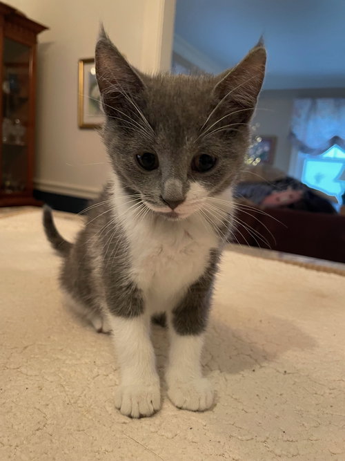 picture of the cat needing adoption
