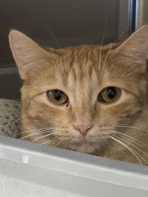 DESIREE - Domestic Short Hair / Tiger available for adoption
