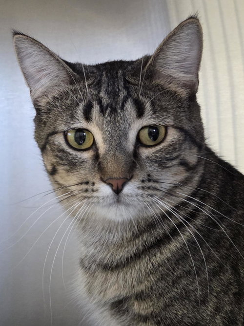 DOUG - Tiger / Domestic Short Hair available for adoption