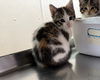 adoptable Cat in  named Ruby