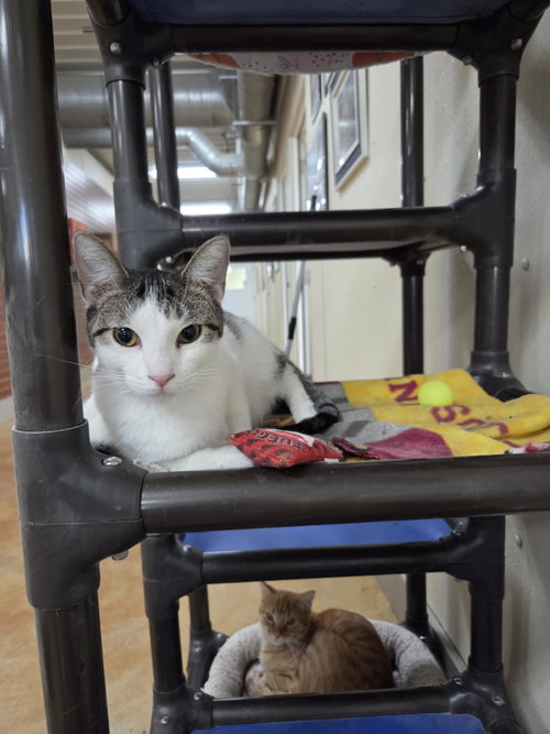 SAPPHIRE - Domestic Short Hair available for adoption