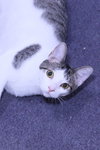 Sapphire - Photo 9