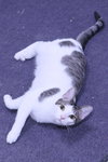 Sapphire - Photo 1