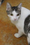 Sapphire - Photo 11