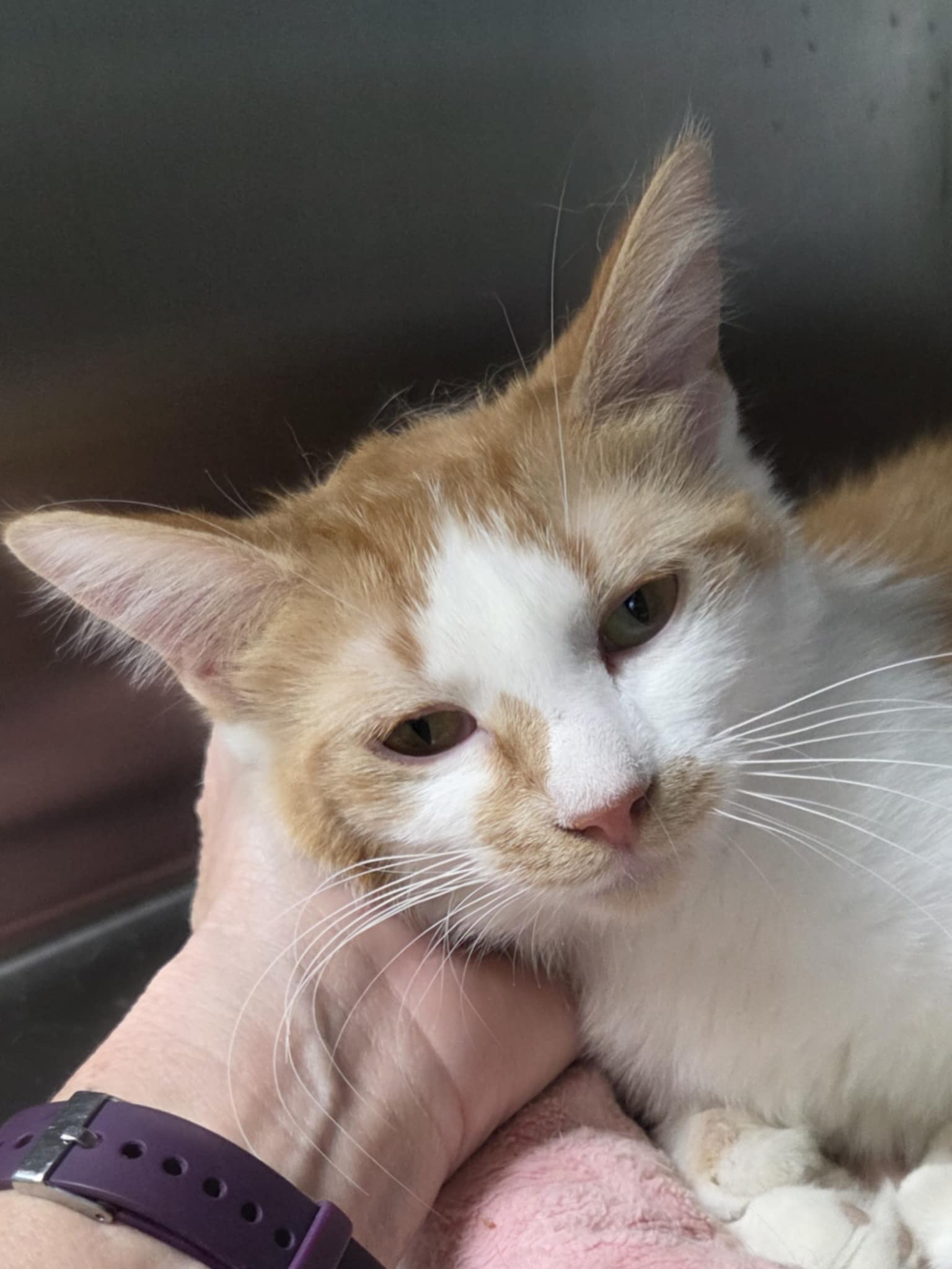 adoptable Cat in Austin, MN named June