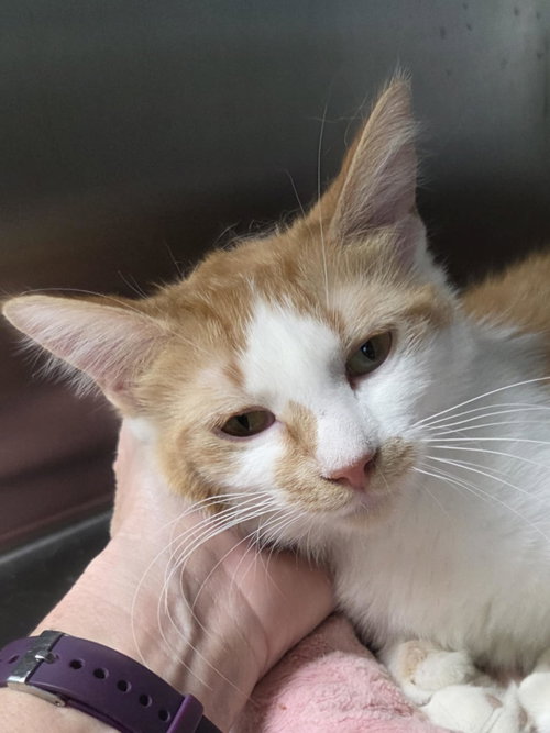 JUNE - Domestic Short Hair available for adoption