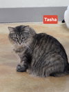 Tasha - Photo 2