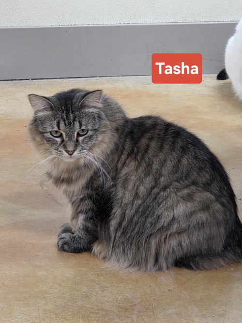 TASHA - Tiger / Domestic Long Hair available for adoption