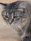Tasha - Photo 3