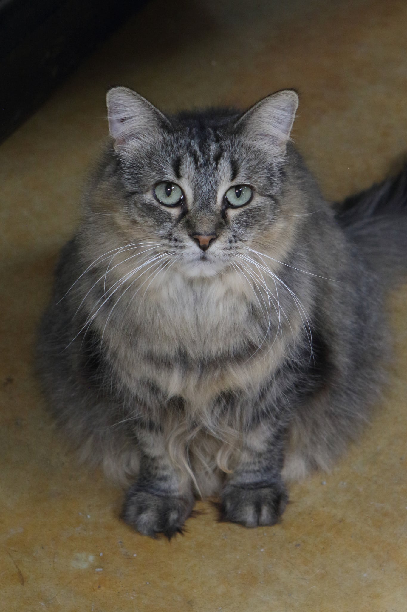 Tasha Image