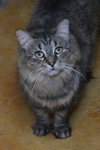 Tasha - Photo 5