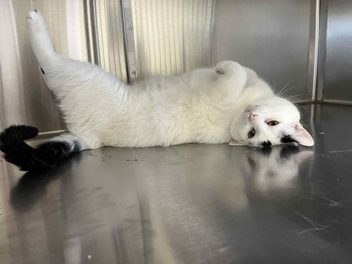 TUCK - Domestic Short Hair available for adoption