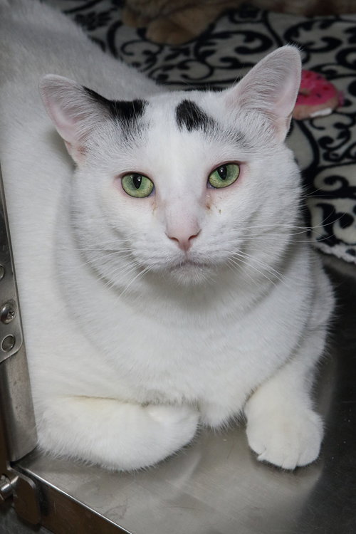 TUCK - Domestic Short Hair available for adoption