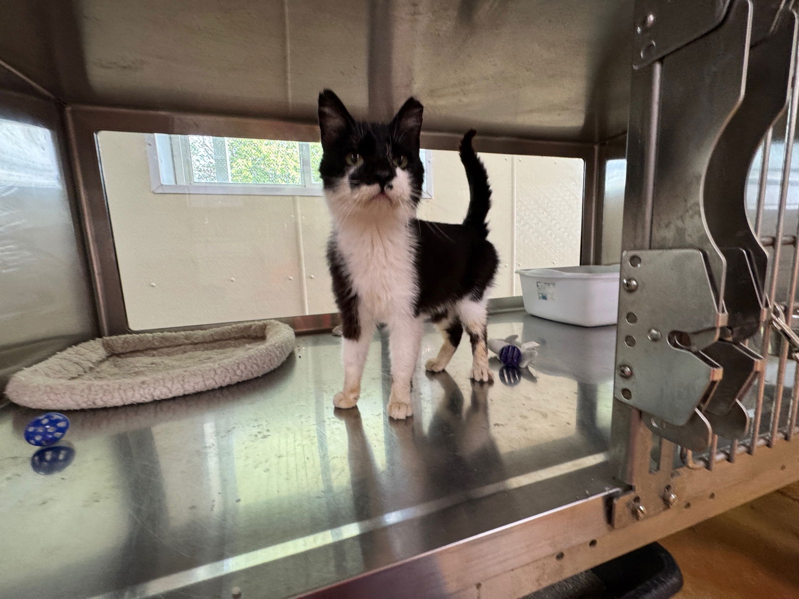 adoptable Cat in Austin, MN named Nick