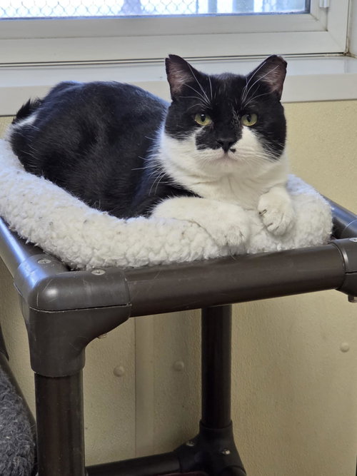 NICK - Domestic Short Hair available for adoption