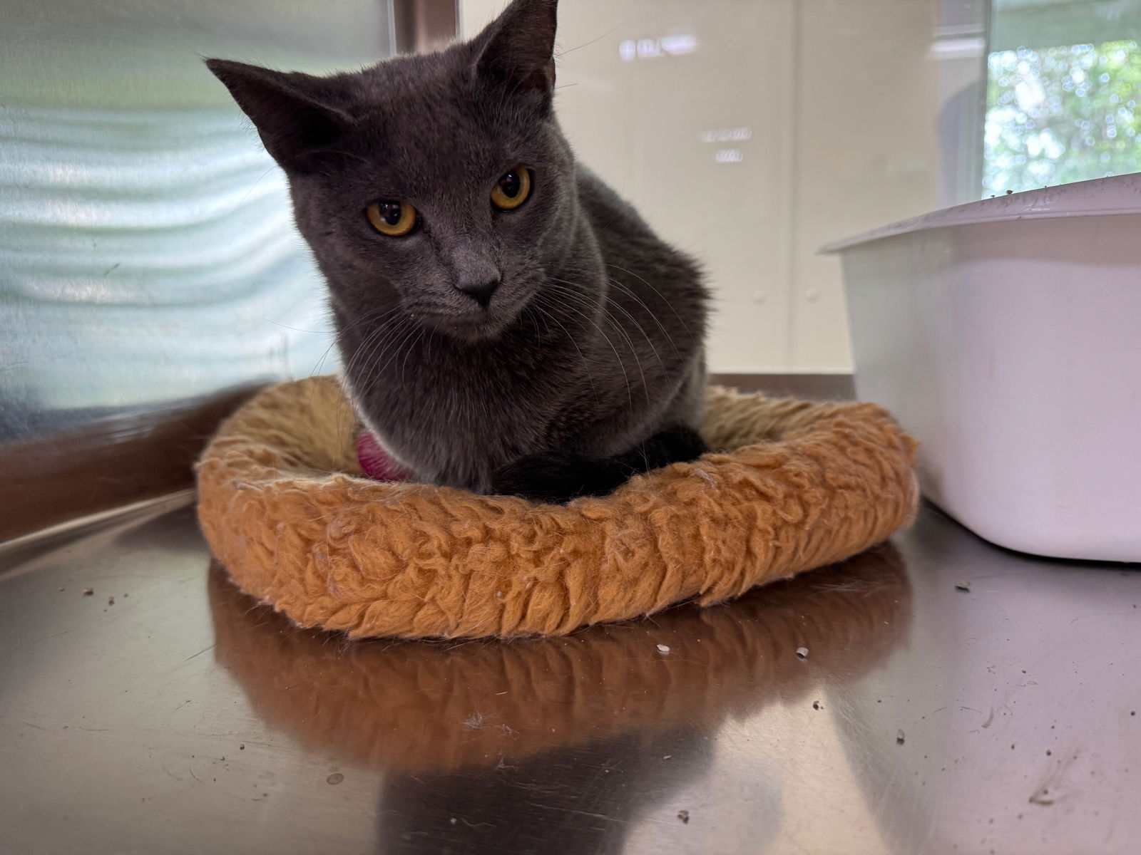 adoptable Cat in Austin, MN named Nettie