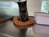 Nettie - Photo 3