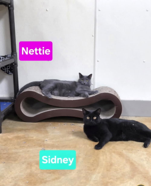 NETTIE - Domestic Short Hair available for adoption