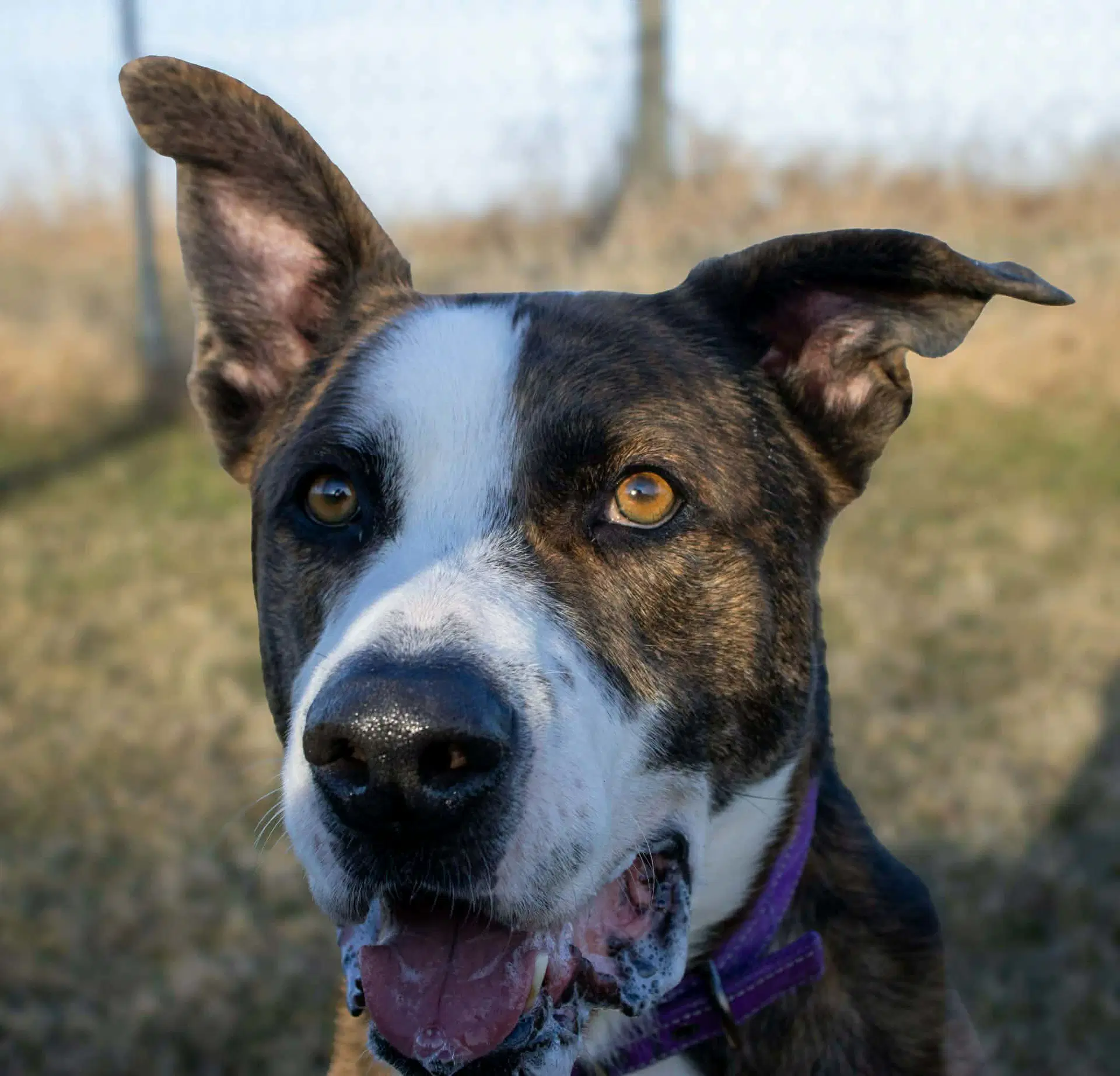 Ares - Shepherd