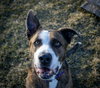 Ares - Photo 3