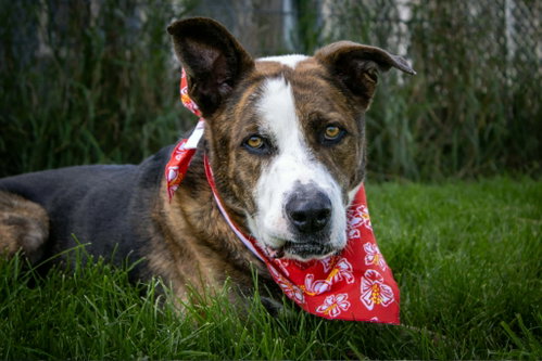 Ares, a Shepherd / Boxer / Mixed (short coat)