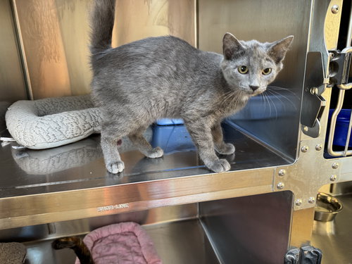 DUSTY - Domestic Medium Hair available for adoption