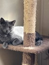 Dusty - Photo 3
