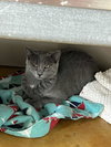 Dusty - Photo 4