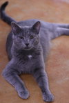 Dusty - Photo 8