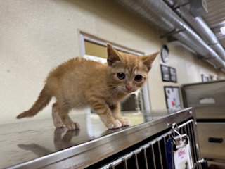 picture of the cat needing adoption