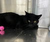 adoptable Cat in , MN named Sidney