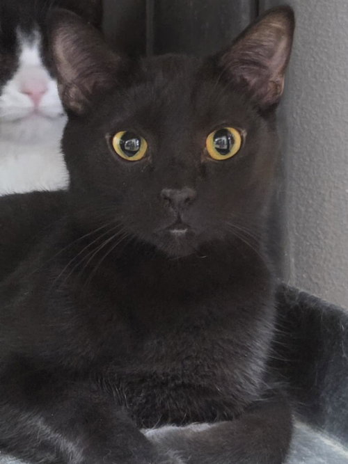 SIDNEY - Domestic Short Hair available for adoption