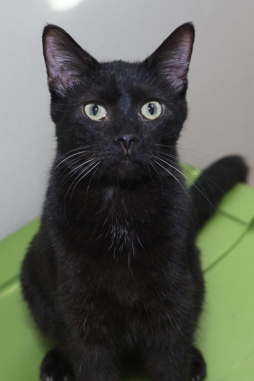 ERNIE - Domestic Short Hair available for adoption